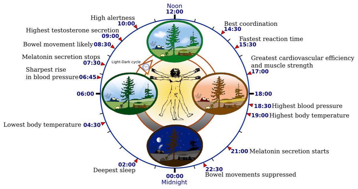 info circadian dial scientific