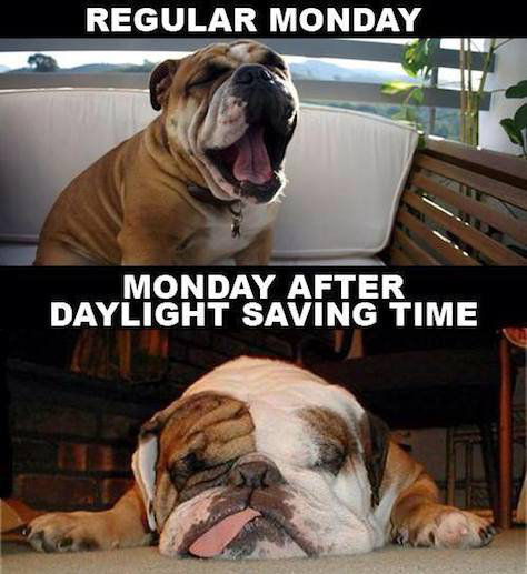 meme dog monday dst