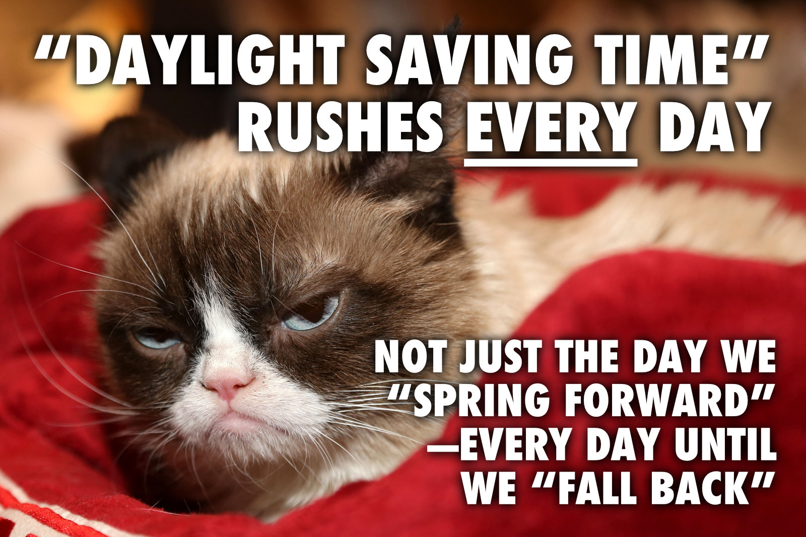 meme grumpy cat dst rushes