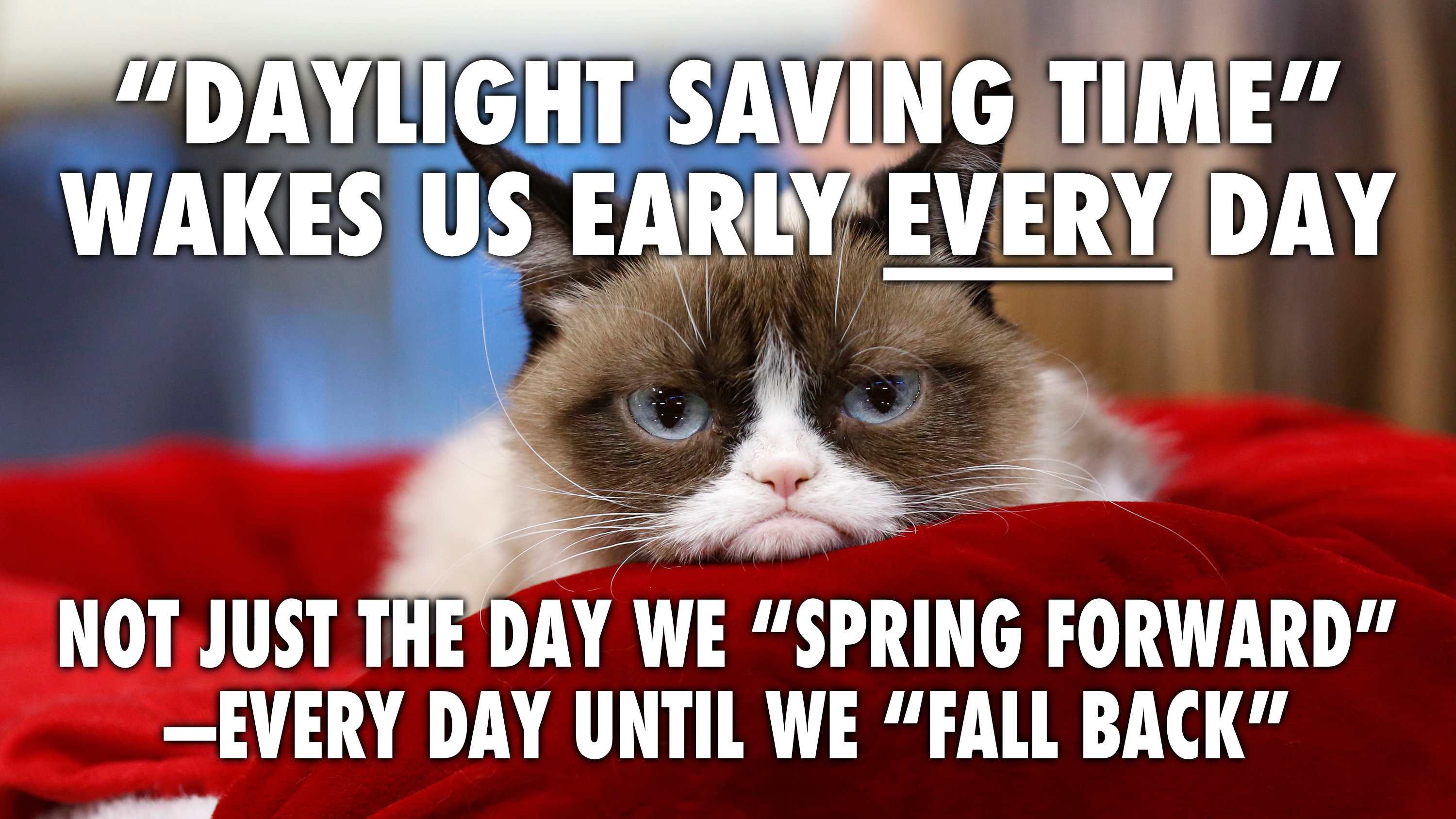 meme grumpy cat dst wakes early